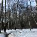 Березовая роща в городе Москва