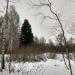 Высокая ель в городе Москва