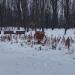 Цветочная клумба в городе Москва