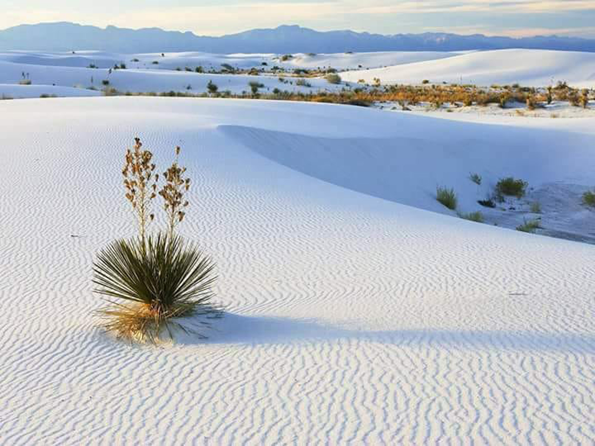 Área de Protección de Flora y Fauna Cuatro Ciénegas