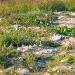 Muraikh _ Doha / Nature & Qatari Desert Butterflies