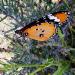 Muraikh _ Doha / Nature & Qatari Desert Butterflies