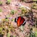 Muraikh _ Doha / Nature & Qatari Desert Butterflies