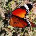 Muraikh _ Doha / Nature & Qatari Desert Butterflies