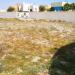 Muraikh _ Doha / Nature & Qatari Desert Butterflies