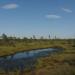 Footbridge along big Kemeri bog