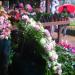 Flower Garden in Pyin Oo Lwin ( MayMyo ) Hill Top Town city