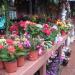 Flower Garden in Pyin Oo Lwin ( MayMyo ) Hill Top Town city