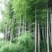 Bamboo forest