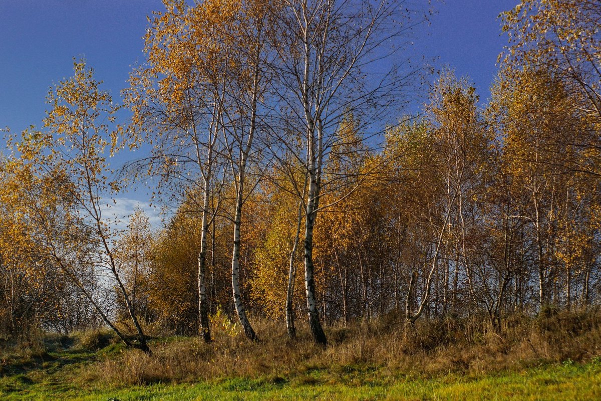 Осень в деревне с березой