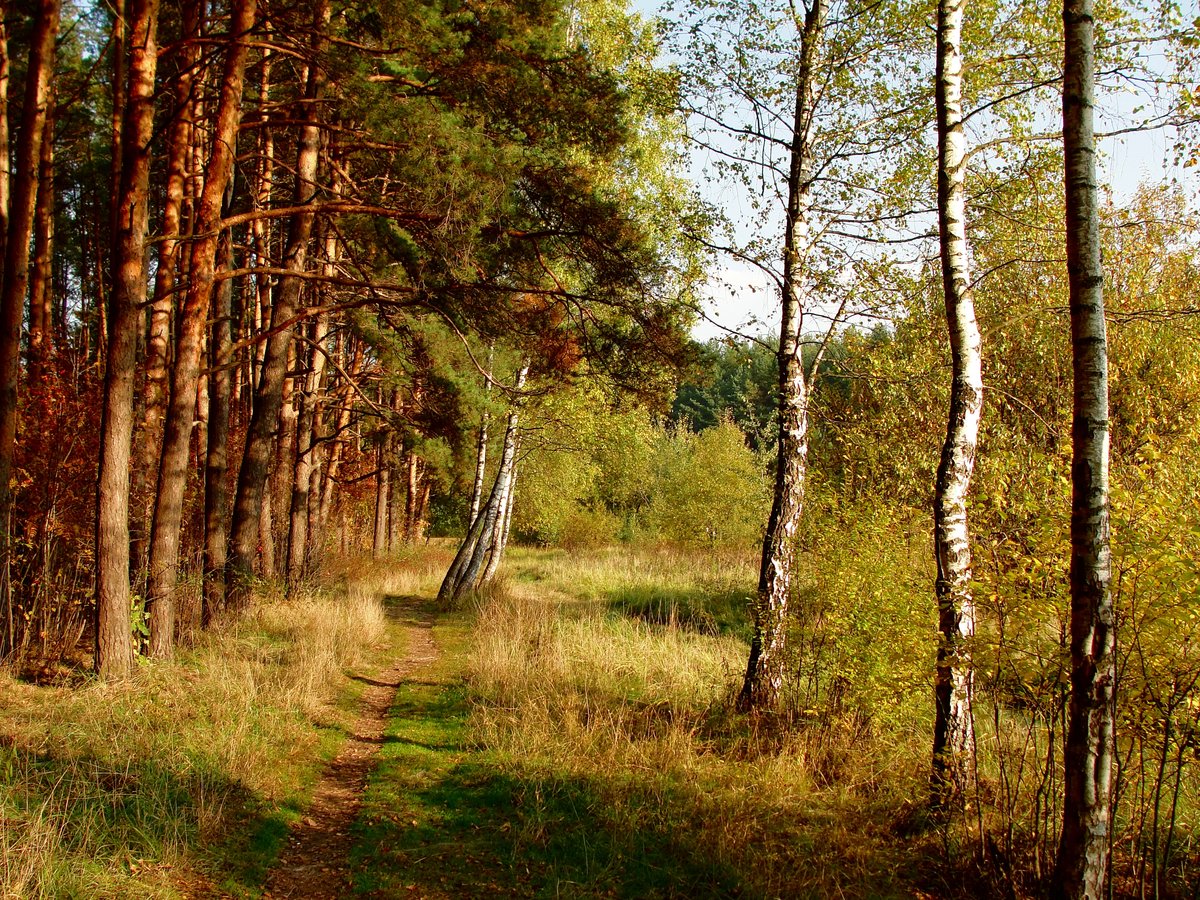 Черустинский лес