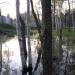 Низина в городе Ашукино