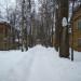 Берёзовая аллея в городе Ухта