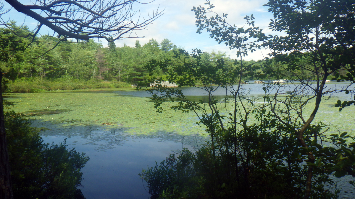 Frog Pond lake