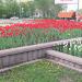 Цветник в городе Москва