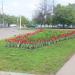 Цветочная клумба в городе Москва