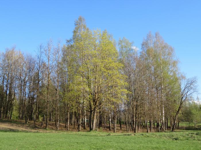 Роща