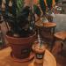 Кофейня-фреш-бар Aloha Coffee в городе Каменск-Шахтинский