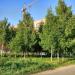 Древонасаждения в городе Тверь