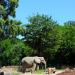 Elephant exhibit in Warsaw city