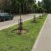 Газон в городе Каменск-Шахтинский