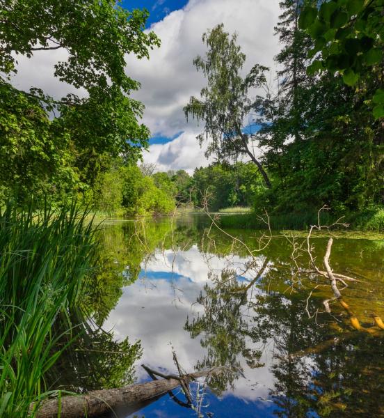 Водоёмы Ропша