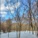 34-й участок Бирюлёвского дендропарка в городе Москва