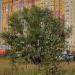Дерево в городе Казань