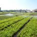 Central Tree Nursery in Pyongyang city