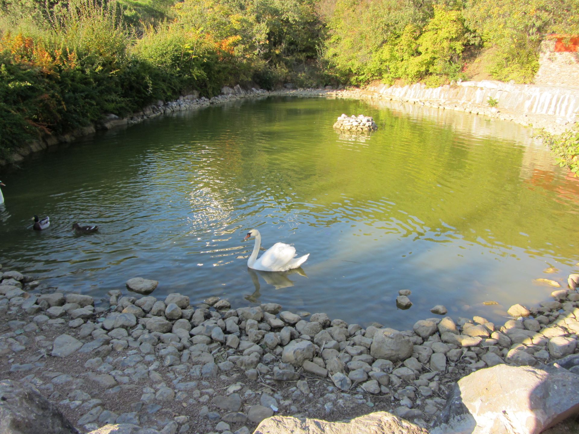 Swan lake - Alushta