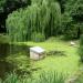 Домик для водоплавающих птиц (ru) in Bila Tserkva city