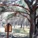 Сосна «Градиали» вида Pinus Silvestris с пояснительной табличкой в городе Паланга
