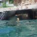 Pile platform - solarium and entry into the water in Antalya Metropolitan Municipality city