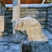 Mr. Jung Eom's Sculpture to his Loyal Dog in Gwangju city