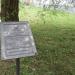 Верба в городе Канев