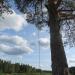Сосна с тарзанкой в городе Вырица