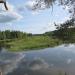 Сосна с тарзанкой в городе Вырица