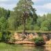 Сосна с тарзанкой в городе Вырица