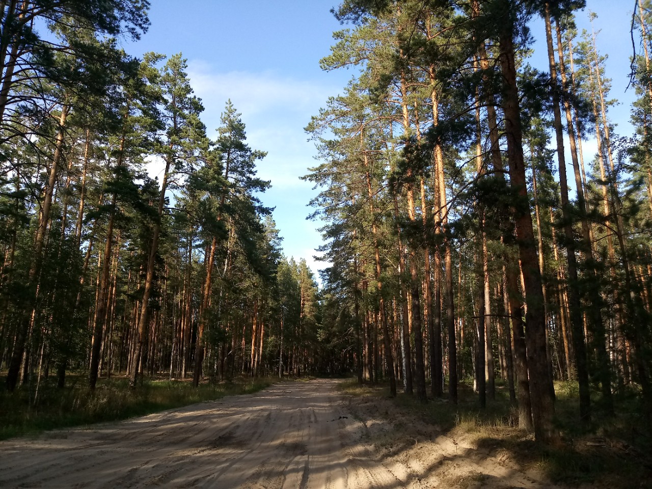 Лесной массив Сомово