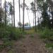 Лес в городе Вырица