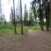 Лес в городе Вырица