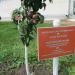 Яблоневый сад «Фестивальный» в городе Дубна