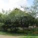 ул. Шевченко, 100/3 в городе Кимры