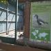 Abyssinian Ground Hornbill (en) в городе Киев