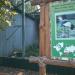 Grey Crowned Crane (en) в городе Киев
