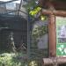 Длиннохвостая неясыть в городе Киев