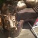 Puma sculpture bench (en) в городе Киев