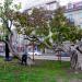 Газон з деревами в місті Кропивницький