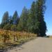 Madrona Vineyards