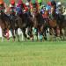 mysore race club track